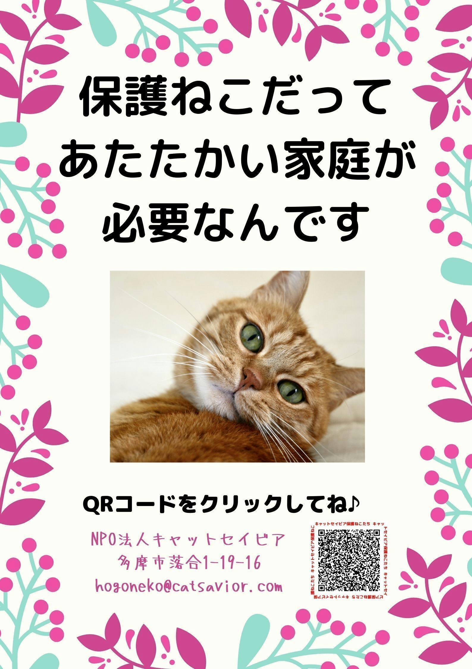 東京都多摩市に初の飼い主のいない猫専用施設を作ります Campfire キャンプファイヤー 東京都多摩市に初の飼い主のいない猫専用施設を作ります Campfire キャンプファイヤー