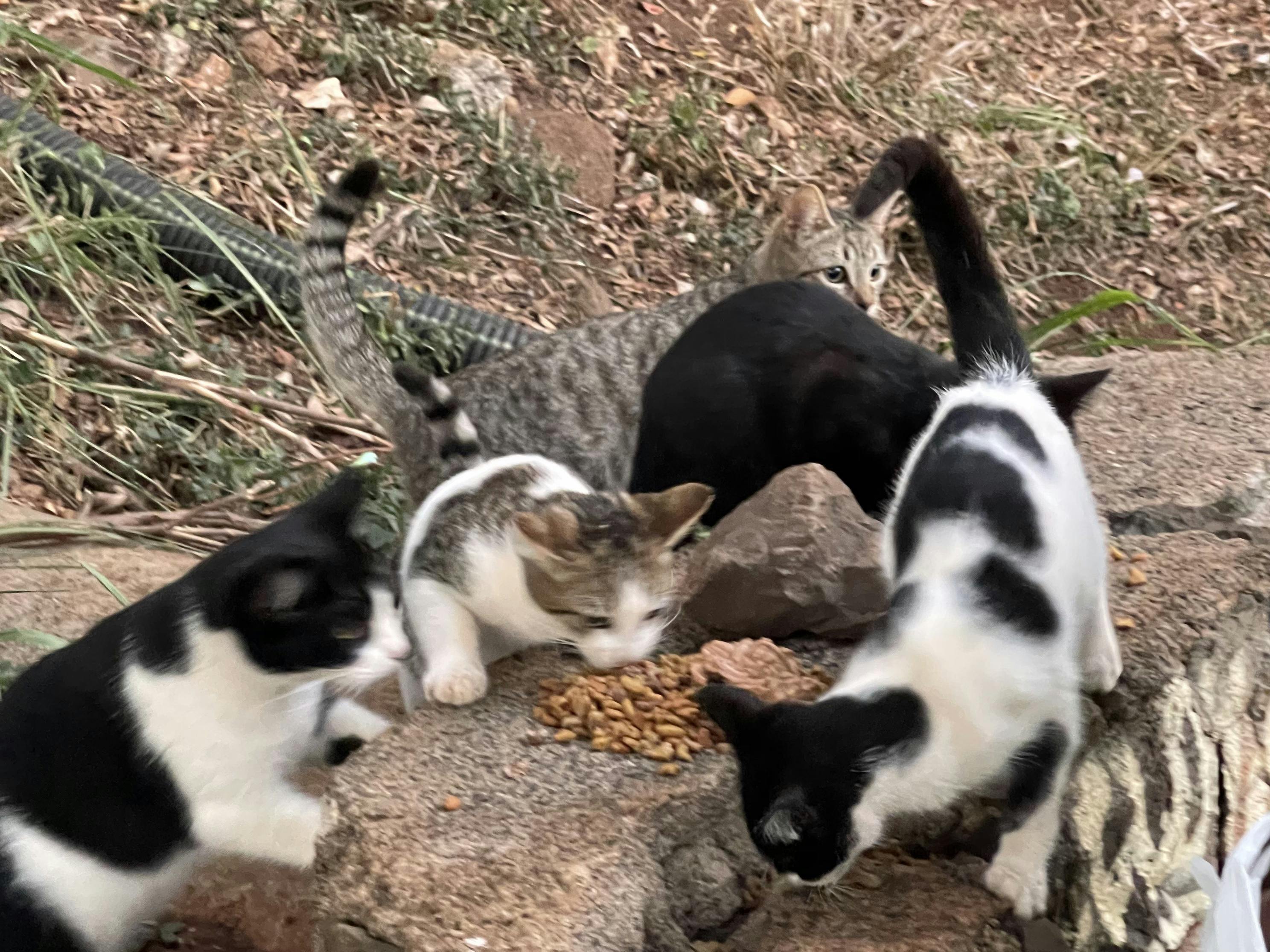 ドロップトラップ で4匹去勢出来ました Campfire キャンプファイヤー ドロップトラップ で4匹去勢出来ました Campfire キャンプファイヤー