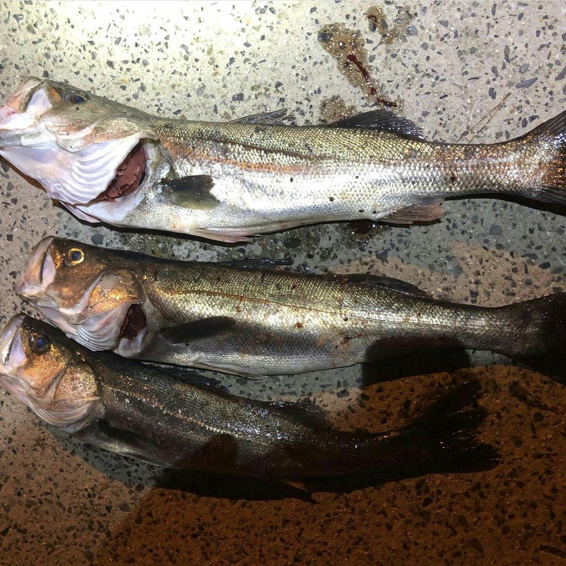 北九州 下関に囲まれた関門海峡でシーバスダービーを開催したいです Campfire キャンプファイヤー 北九州 下関に囲まれた関門海峡でシーバスダービーを開催したいです Campfire キャンプファイヤー