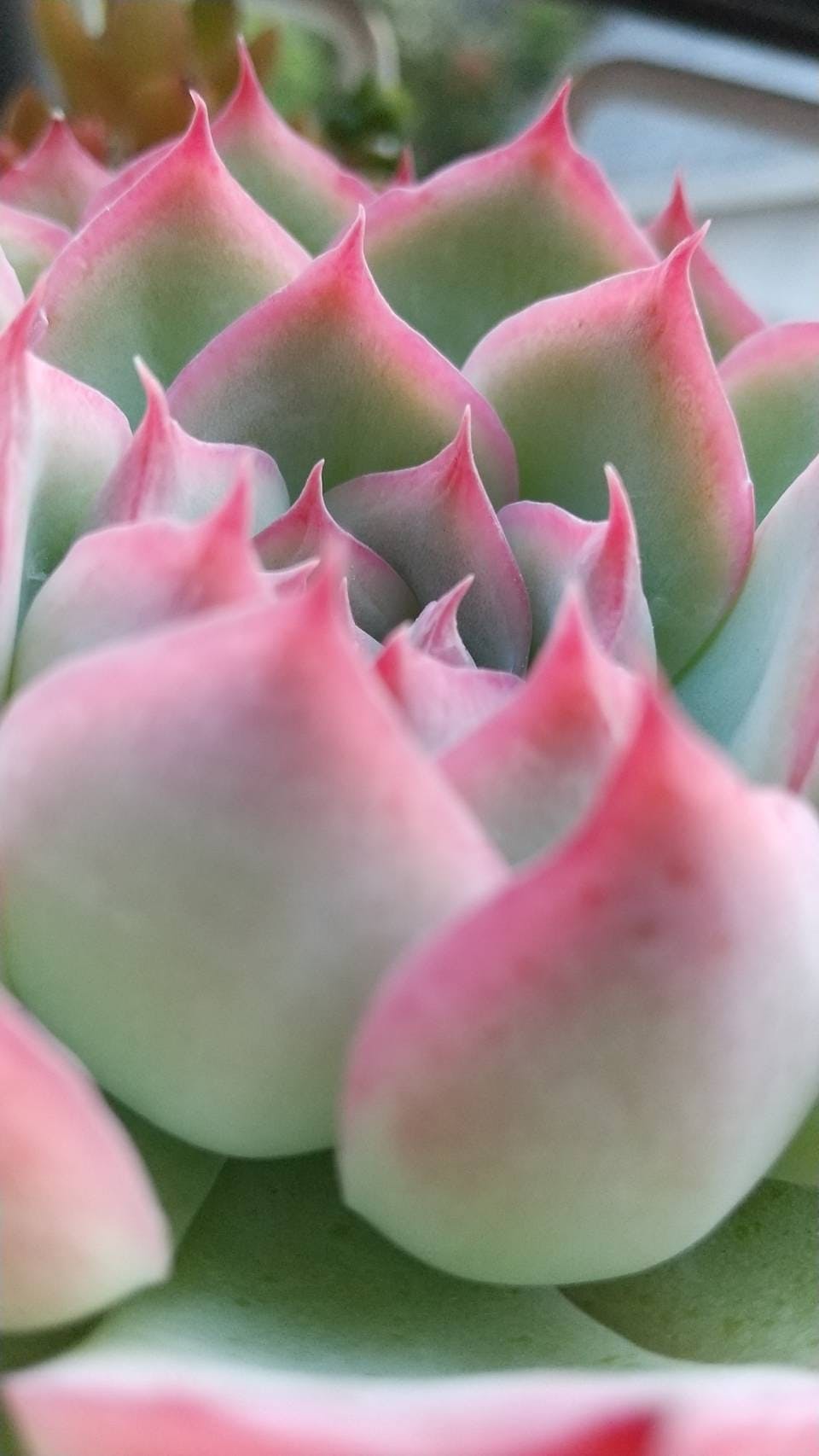 岡山県津山市神代を多肉王国にすることを夢見て Campfire キャンプファイヤー 岡山県津山市神代を多肉王国にすることを夢見て Campfire キャンプファイヤー