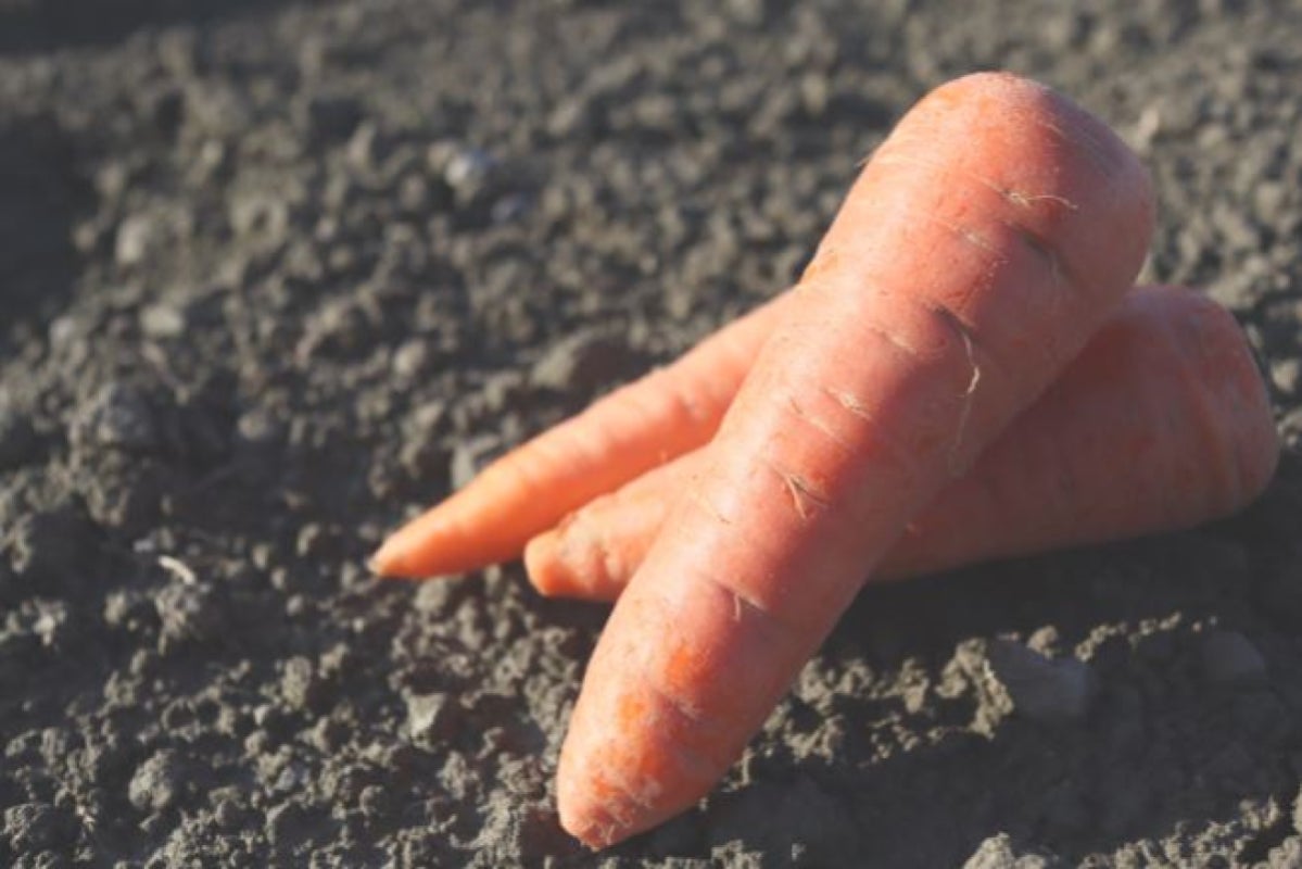 自然農法で作った甘味料なしでも甘い人参100 ジュースを広めたい Campfire キャンプファイヤー