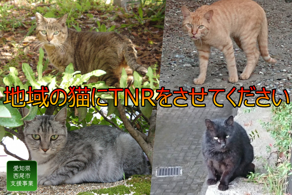 野良猫、地域猫のTNR活動を助けてください - CAMPFIRE (キャンプ