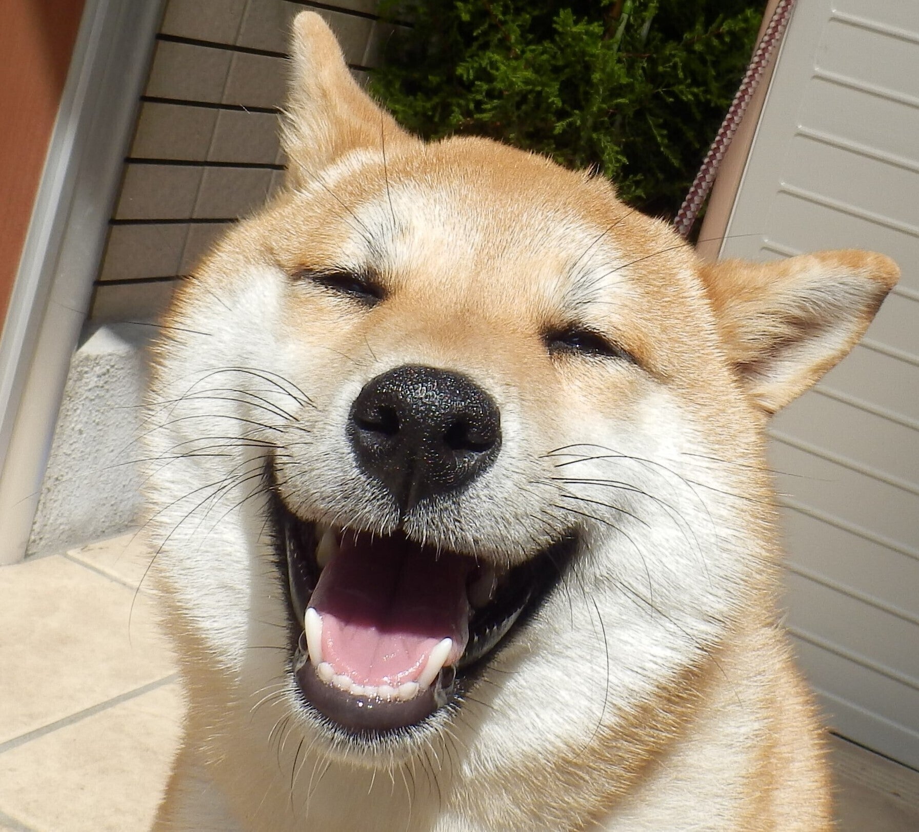 福岡わんにゃん里親サポート 保護犬 保護猫 引退犬など次の飼い主様に譲渡したい Campfire キャンプファイヤー 福岡わんにゃん里親サポート 保護犬 保護猫 引退犬など次の飼い主様に譲渡したい Campfire キャンプファイヤー