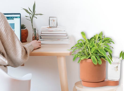 挿し木を育て永遠に植えることができる循環型植物栽培ポットgreenfinity Campfire キャンプファイヤー 挿し木を育て永遠に植えることができる循環型植物栽培ポットgreenfinity Campfire キャンプファイヤー