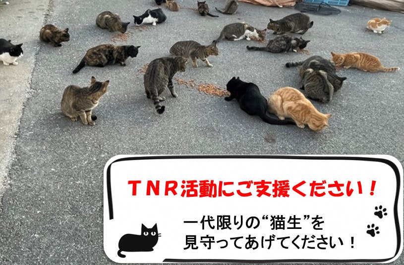 兵庫県赤穂市でこれ以上野良猫を増やさない 私たちのtnr活動を応援してください Campfire キャンプファイヤー 兵庫県赤穂市でこれ以上野良猫を増やさない 私たちのtnr活動を応援してください Campfire キャンプファイヤー