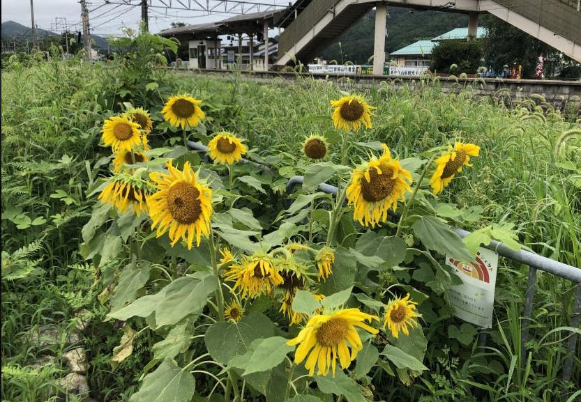 亡き父が遺したひまわりの種で日本中を笑顔にしたい Campfire キャンプファイヤー 亡き父が遺したひまわりの種で日本中を笑顔にしたい Campfire キャンプファイヤー