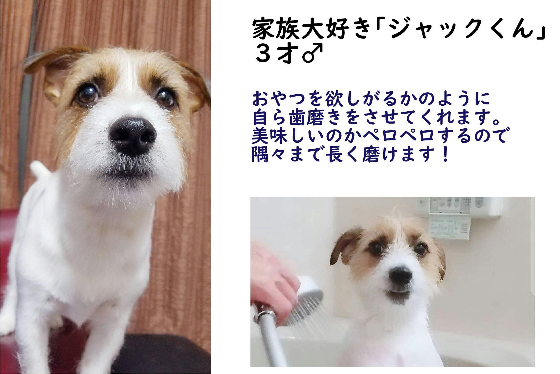 口腔ケアジェル 犬、猫用 30g - お手入れ用品