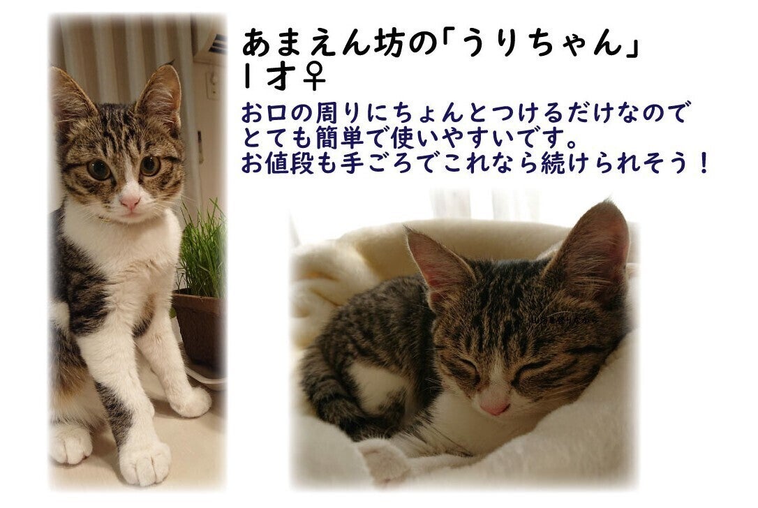 ネコちゃん歯磨き大革命「sukoya-kani（すこやかに）口腔ケアジェル
