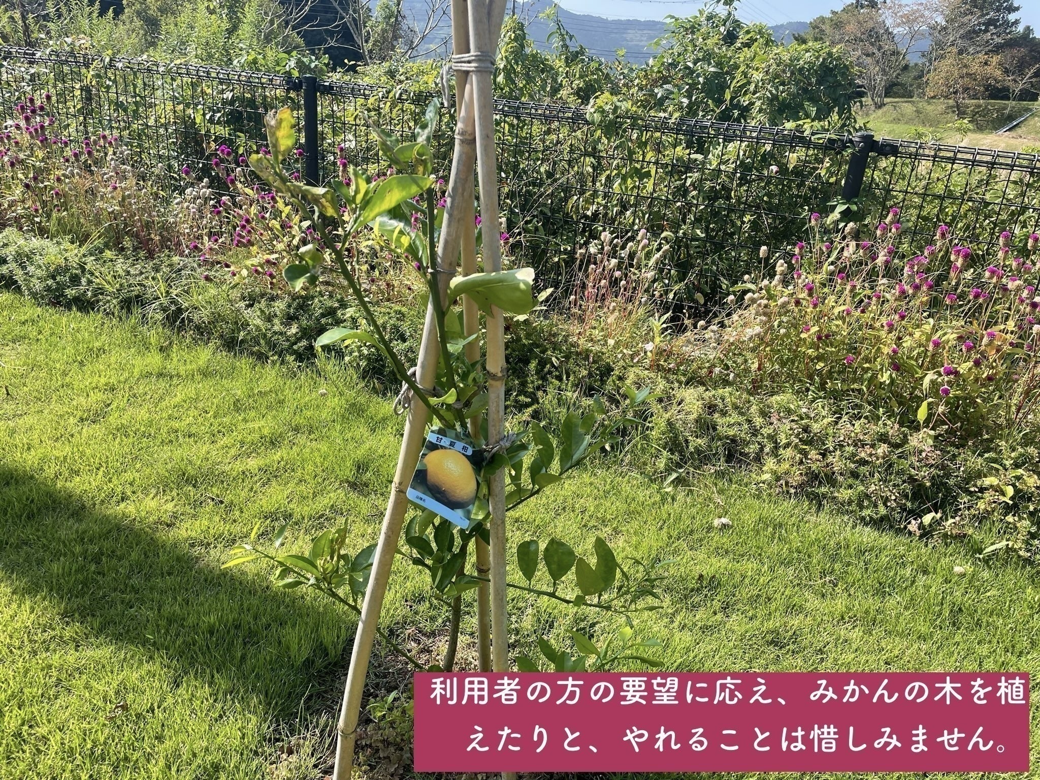 4番目のメイン画像