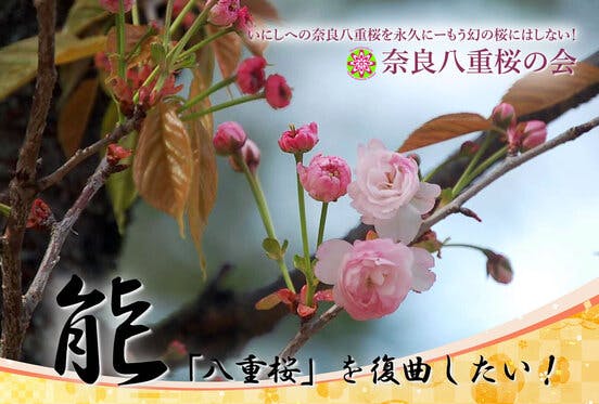 室町時代に創られた能 八重桜 を復曲したい 奈良八重桜の会アクティビティ Campfire キャンプファイヤー