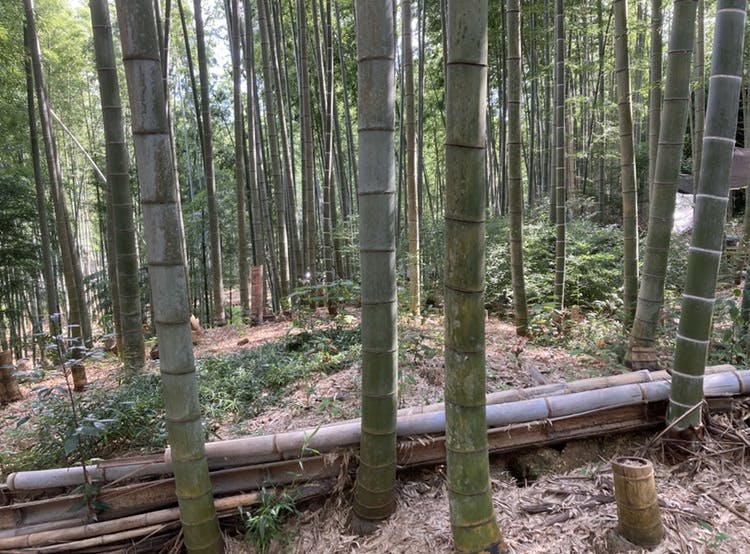 竹林 伐採 20,000円～ 竹林問題解決