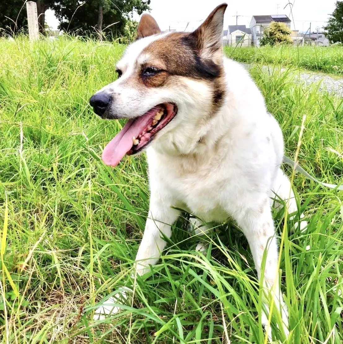 5番目のメイン画像