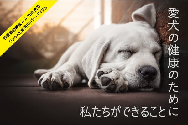 ワンちゃん専用のリカバリーグッズ誕生！ ～愛犬に健康的な毎日を