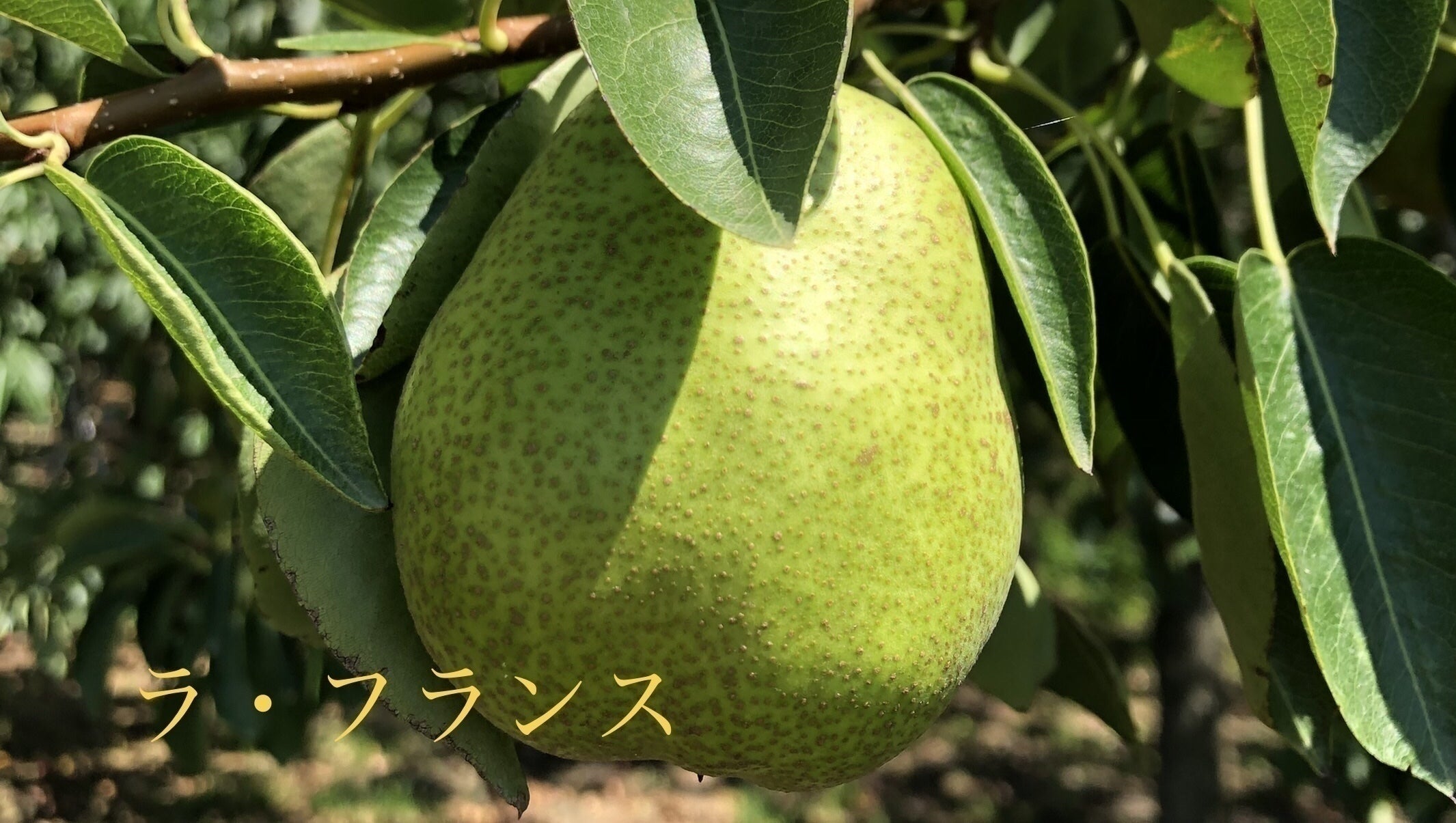 5番目のメイン画像