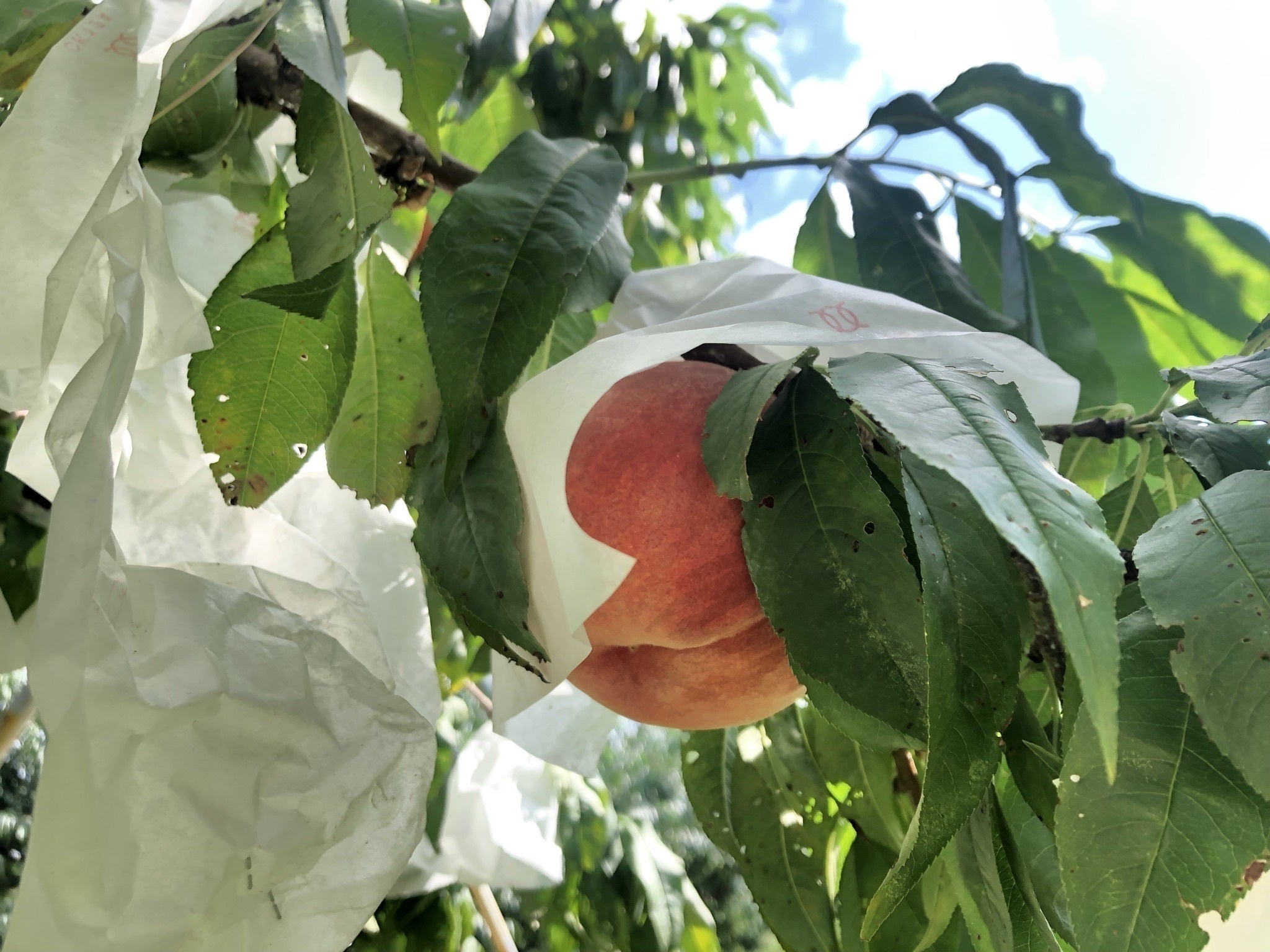 2番目のメイン画像