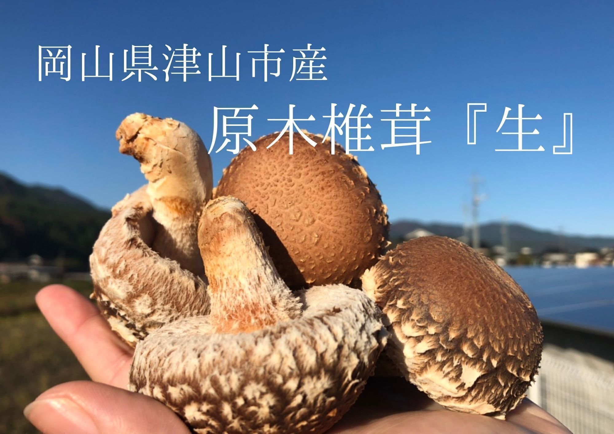 春採れ 旨味たっぷりの肉厚原木椎茸をお届けします Campfire キャンプファイヤー 春採れ 旨味たっぷりの肉厚原木椎茸をお届けします Campfire キャンプファイヤー