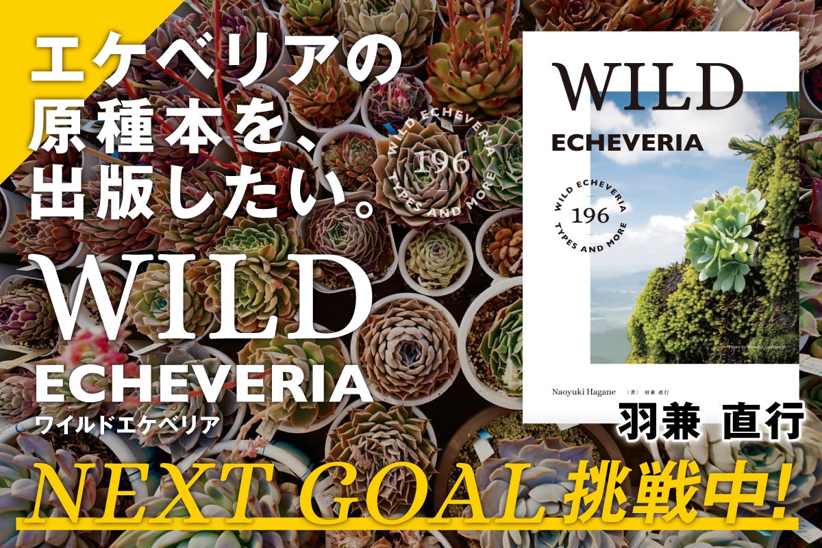 多肉植物人生、60年の集大成！念願であるエケベリア原種の本を出版したい！ - CAMPFIRE (キャンプファイヤー)