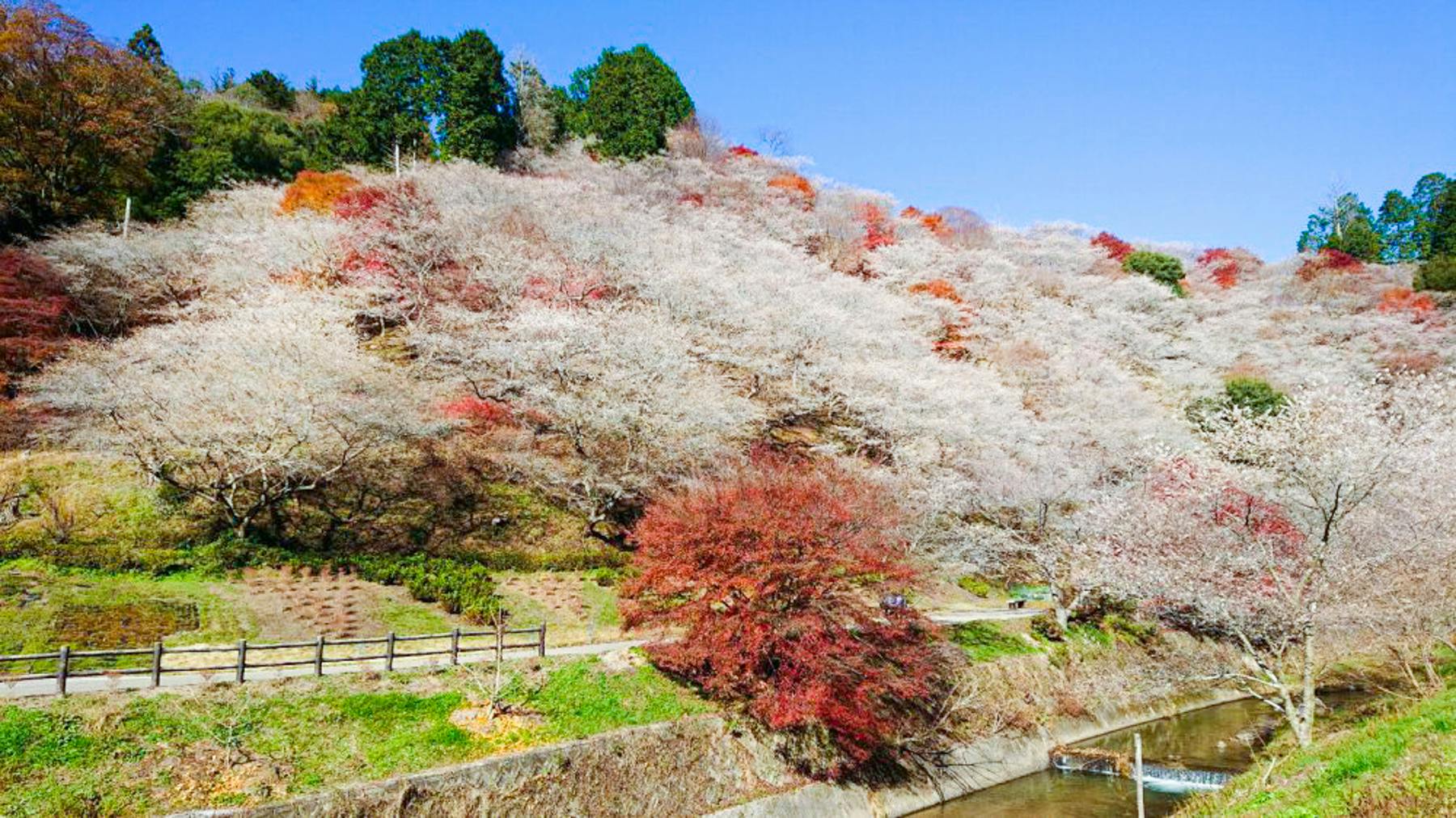 桜と梅 薪 1年乾燥 - バーベキュー・調理用品