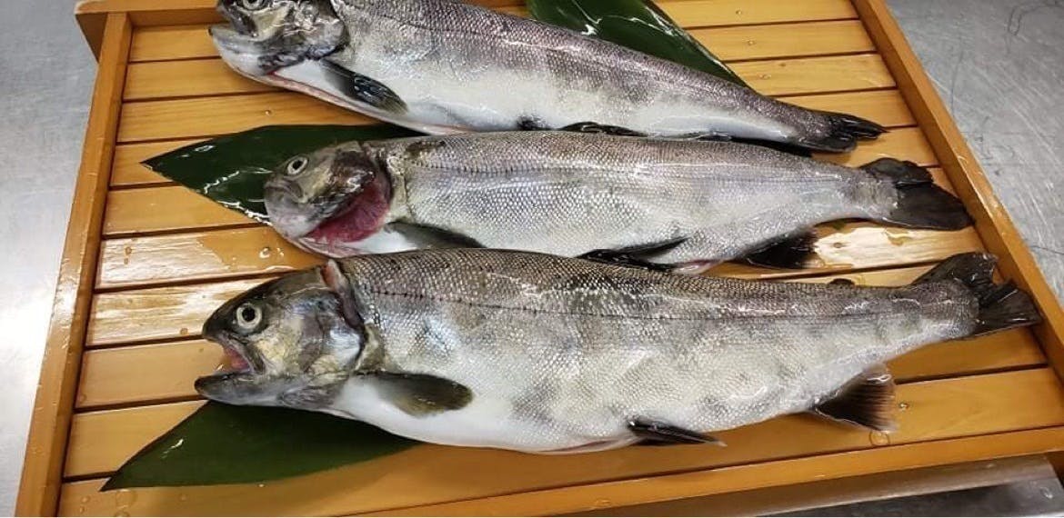 琵琶湖の宝石 幻の高級魚 ビワサーモン ビワマス をグルメな皆さんに届けたい Campfire キャンプファイヤー 琵琶湖の宝石 幻の高級魚 ビワサーモン ビワマス をグルメな皆さんに届けたい Campfire キャンプファイヤー