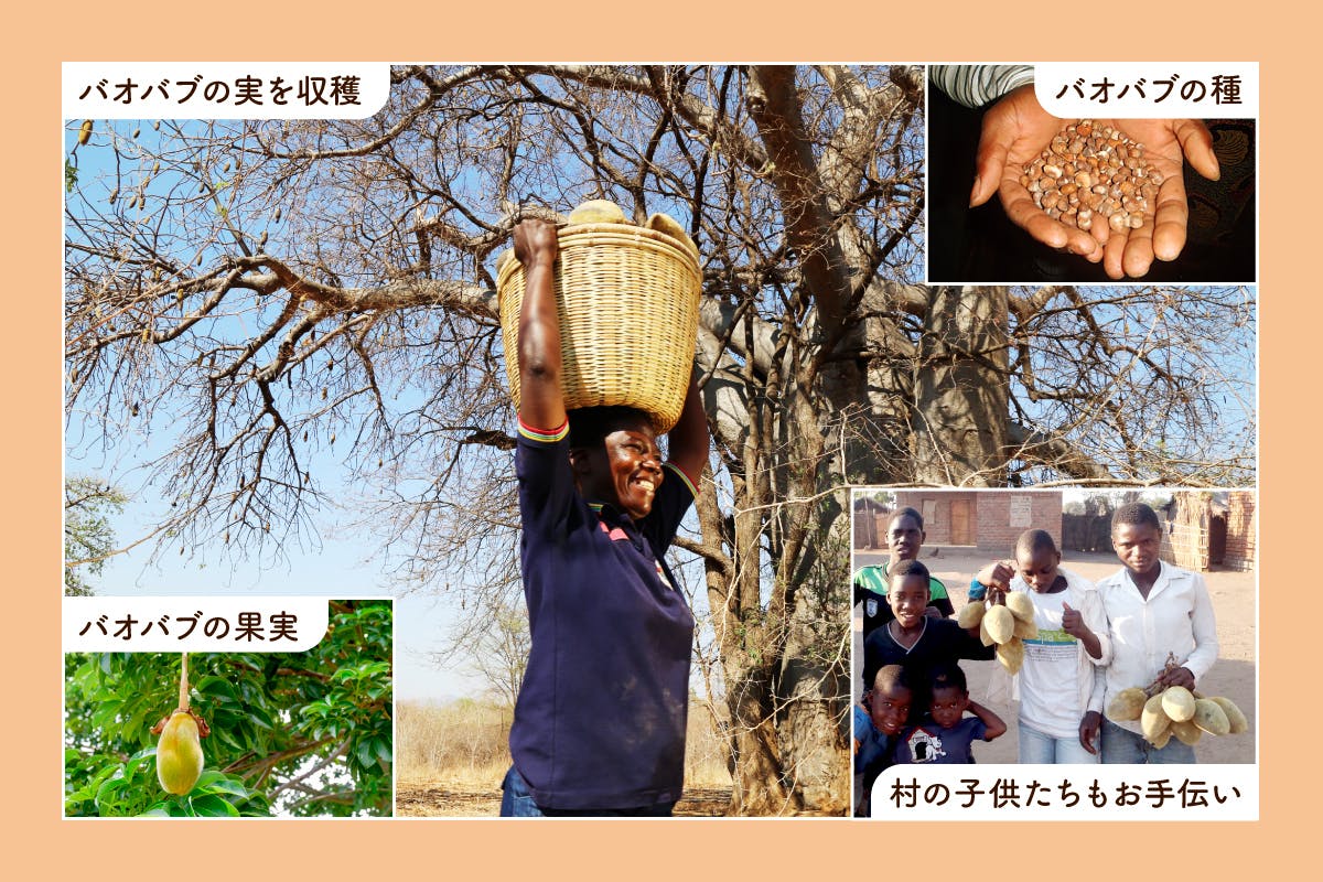 天然ビタミンeがスゴイ バオバブの新しいスキンケアを作って 元気肌 を届けたい Campfire キャンプファイヤー 天然ビタミンeがスゴイ バオバブの新しいスキンケアを作って 元気肌 を届けたい Campfire キャンプファイヤー