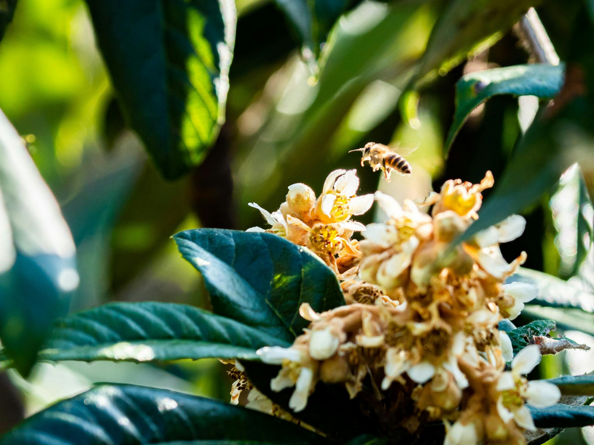 蜂蜜のリキュールを届けて日本蜜蜂が住める環境を拡げたい 百万本の花プロジェクト Campfire キャンプファイヤー 蜂蜜のリキュールを届けて日本蜜蜂が住める環境を拡げたい 百万本の花プロジェクト Campfire キャンプファイヤー