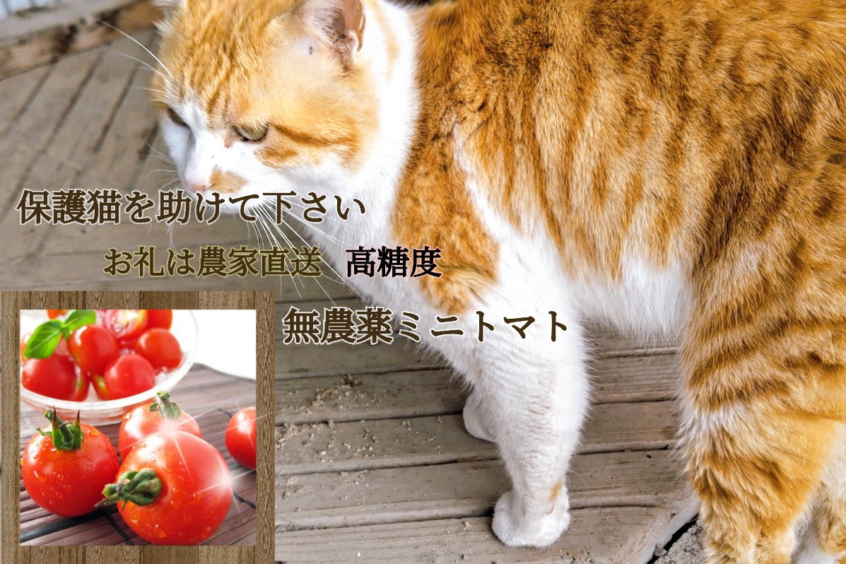 保護猫を助ける高糖度ミニトマト CAMPFIRE (キャンプファイヤー)