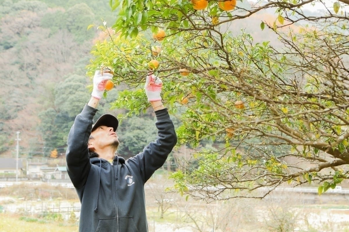 大阪・箕面発！幻の実生ゆずを使った、香りが踊るスパイスコーラを全国