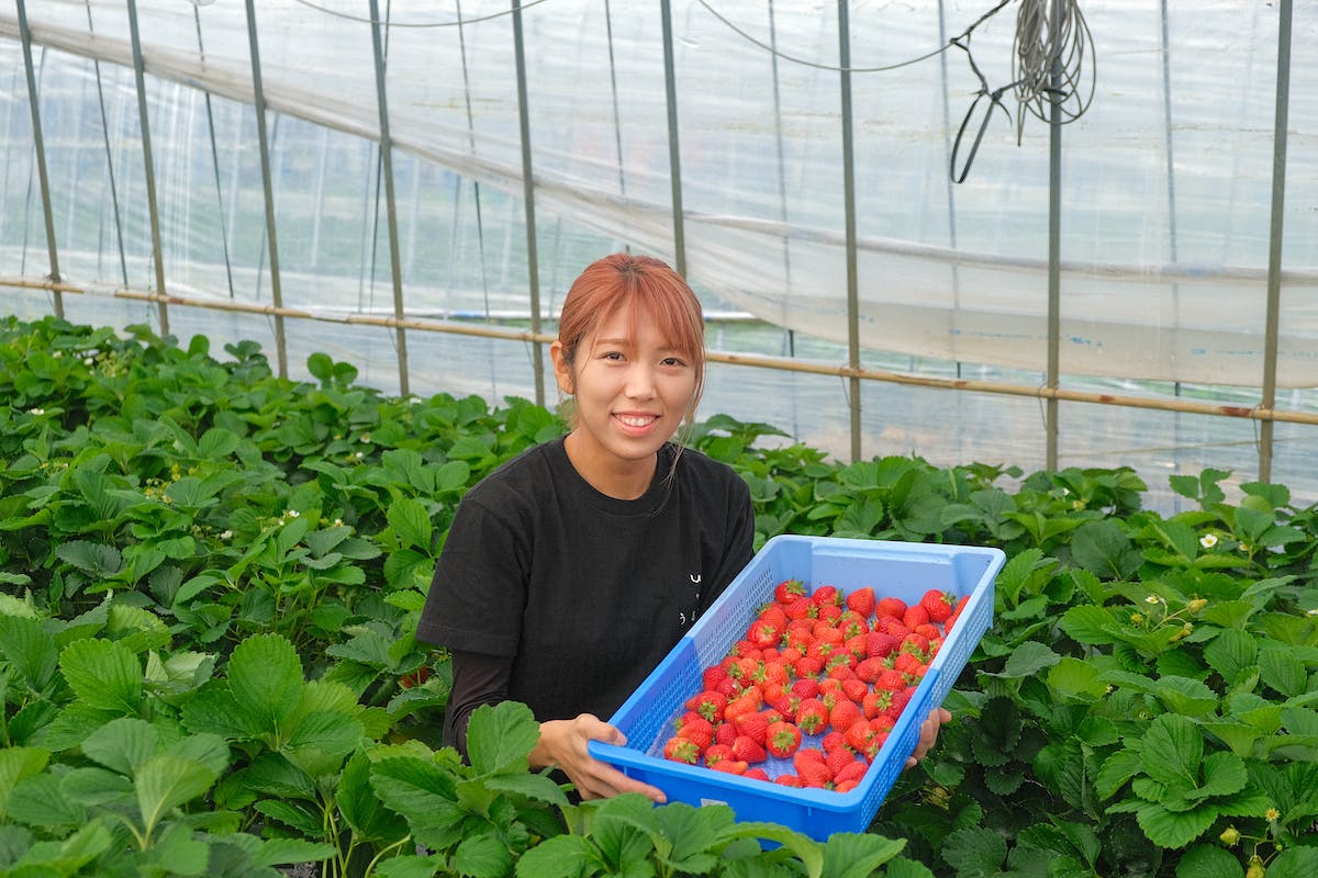 あまおう 淡雪などいちご食べ比べ コロナで出荷量減に悩む 女性農家さんを応援 Campfire キャンプファイヤー あまおう 淡雪などいちご食べ比べ コロナで出荷量減に悩む 女性農家さんを応援 Campfire キャンプファイヤー