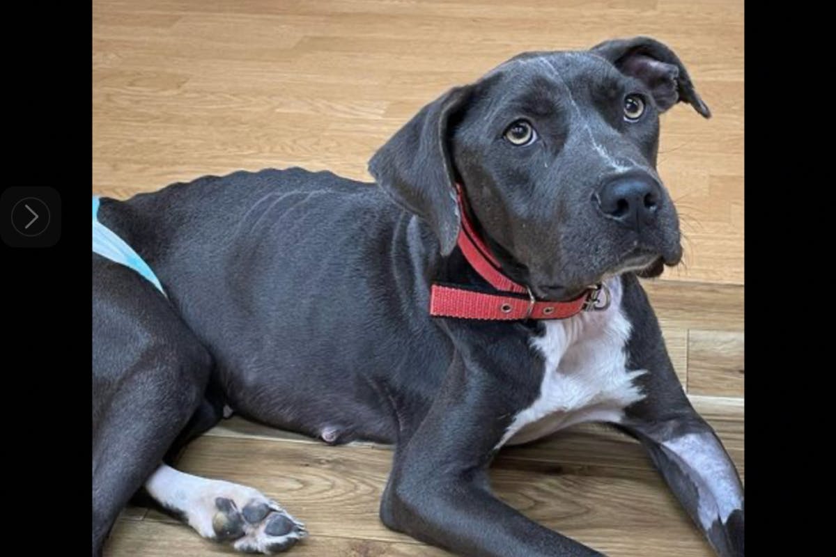 ドッグラン カフェwithわんっ です 助けてください Campfire キャンプファイヤー