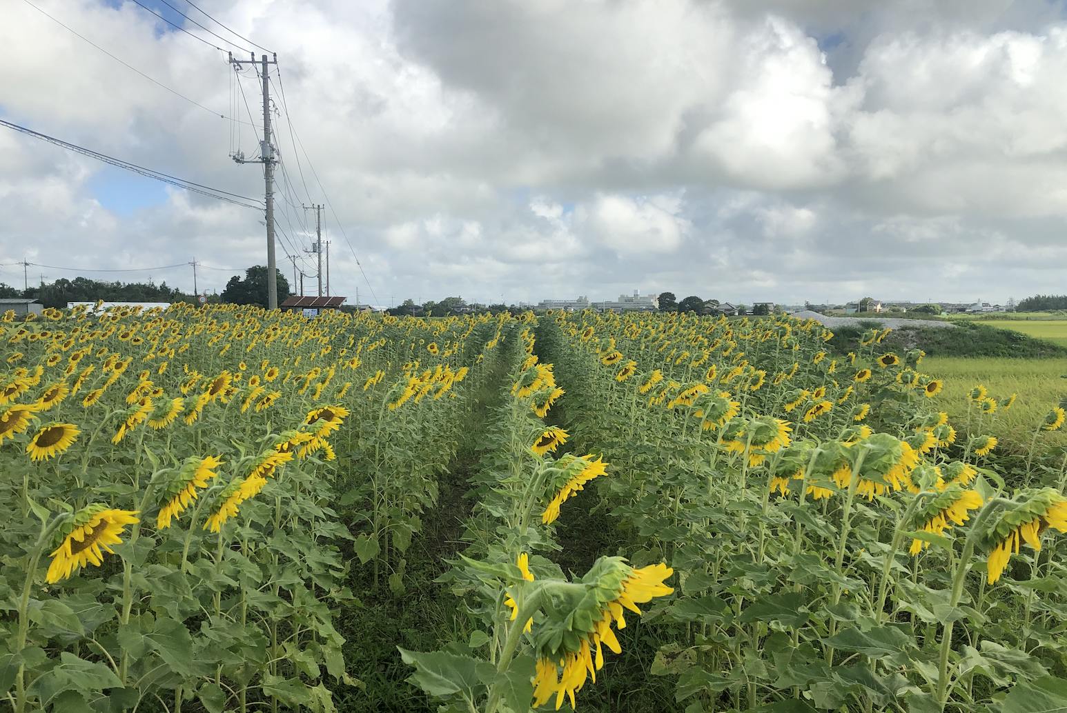 取手市の遊休農地で育てたひまわりのオイルで自然素材化粧品をつくりたい Campfire キャンプファイヤー 取手市の遊休農地で育てたひまわりのオイルで自然素材化粧品をつくりたい Campfire キャンプファイヤー