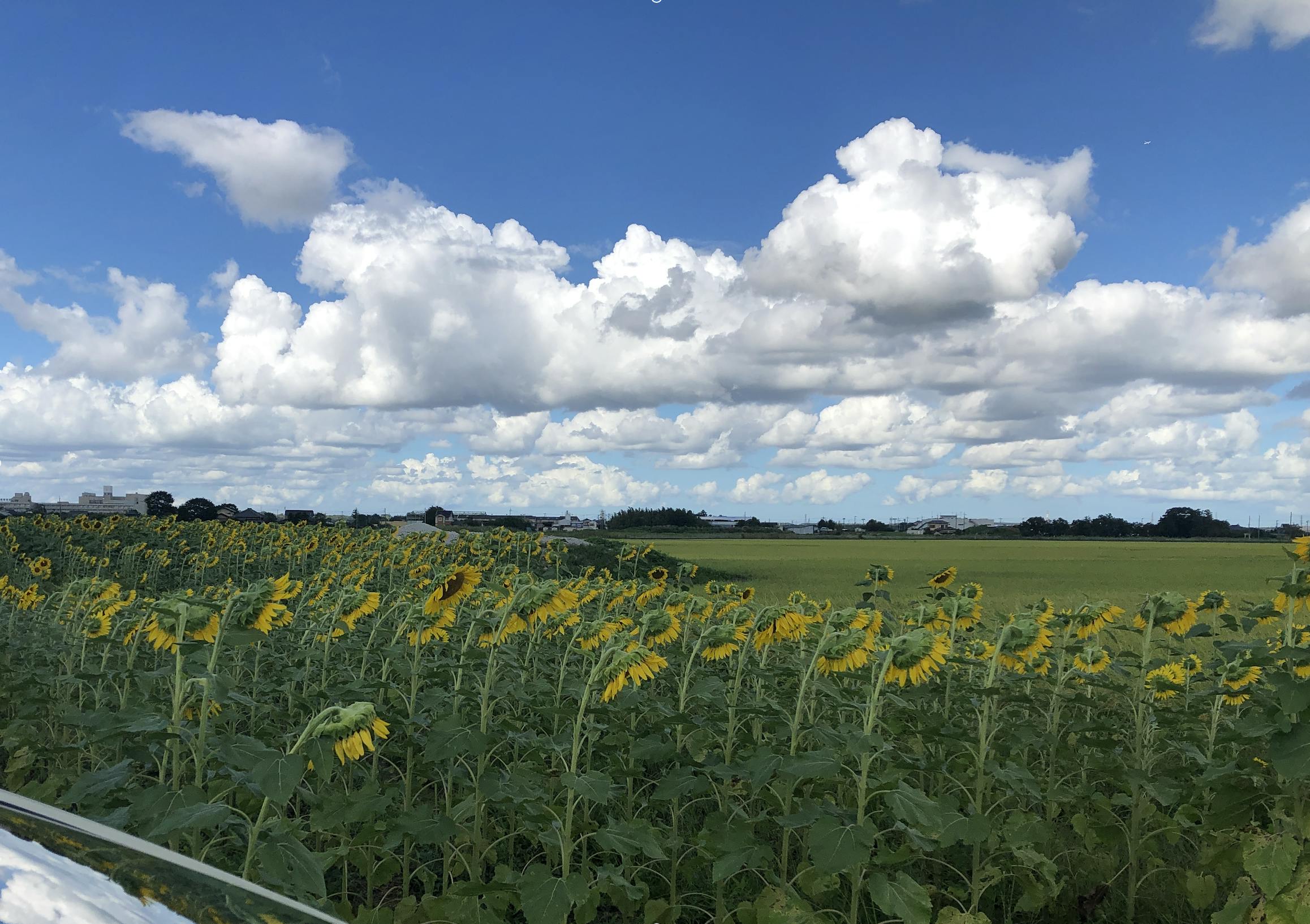 取手市の遊休農地で育てたひまわりのオイルで自然素材化粧品をつくりたい Campfire キャンプファイヤー 取手市の遊休農地で育てたひまわりのオイルで自然素材化粧品をつくりたい Campfire キャンプファイヤー