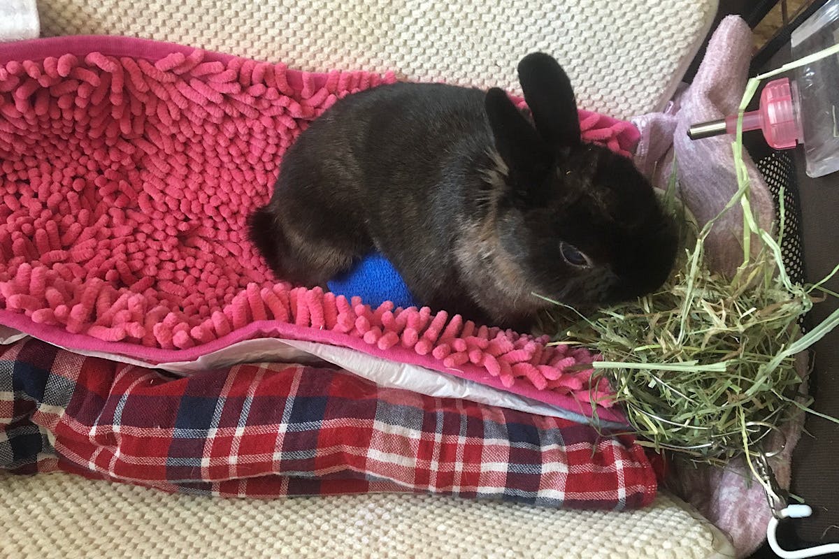 うさぎホテルを拡大したい うさこんち のれん分けプロジェクト Campfire キャンプファイヤー うさぎホテルを拡大したい うさこんち のれん分けプロジェクト Campfire キャンプファイヤー