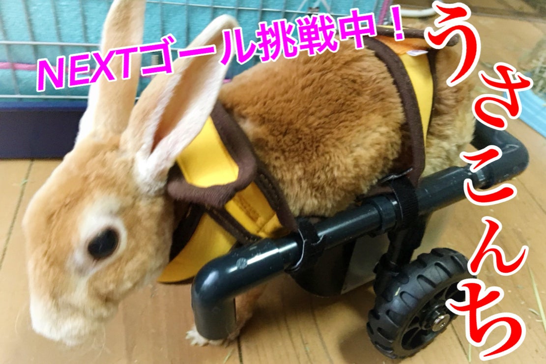 うさめろ様 ヘルスウェーブゴールド Find a ForeverLawn Dealer うさめろ様 ヘルスウェーブゴールド Find a ForeverLawn Dealer