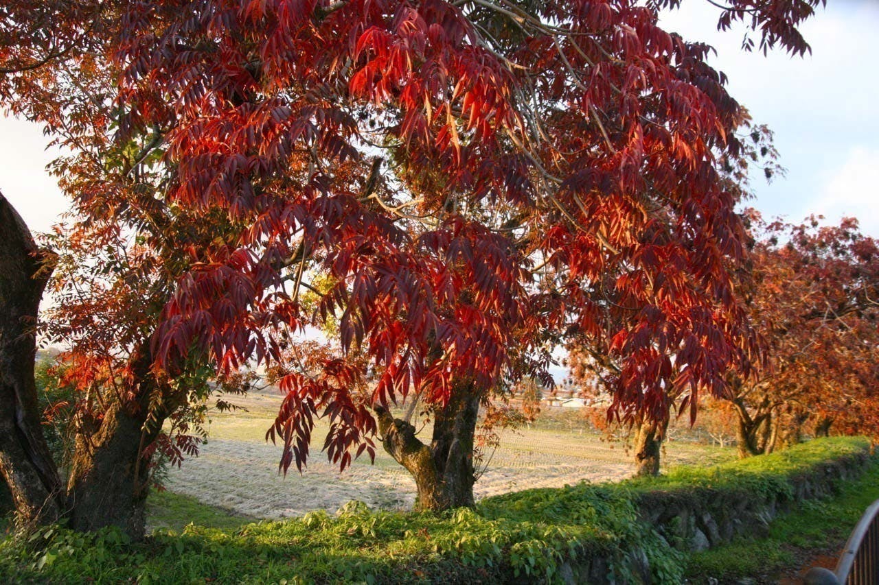 ハゼノキの里帰りプロジェクト ハゼノキ発祥の地から新しい恵みを創りたい Campfire キャンプファイヤー ハゼノキの里帰りプロジェクト ハゼノキ発祥の地から新しい恵みを創りたい Campfire キャンプファイヤー