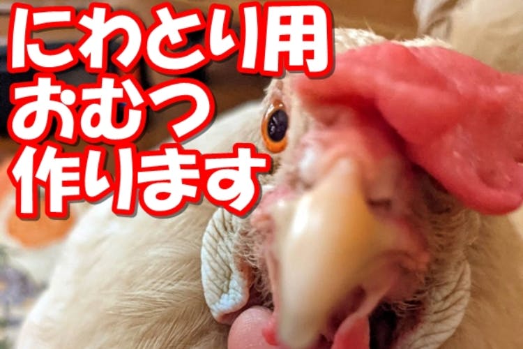 意外なパートナー にわとりと一緒に暮らすためのおむつを作りたい Campfire キャンプファイヤー