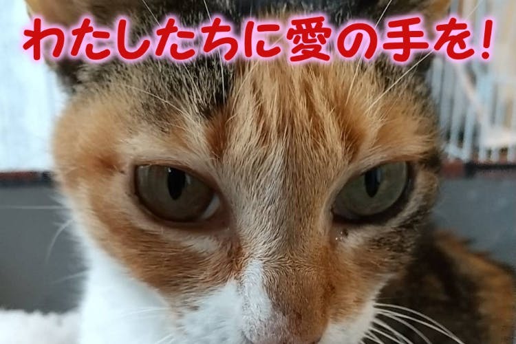 種子島の保護猫たちに病気の子専用部屋と安心してゆっくりできる空間を Campfire キャンプファイヤー