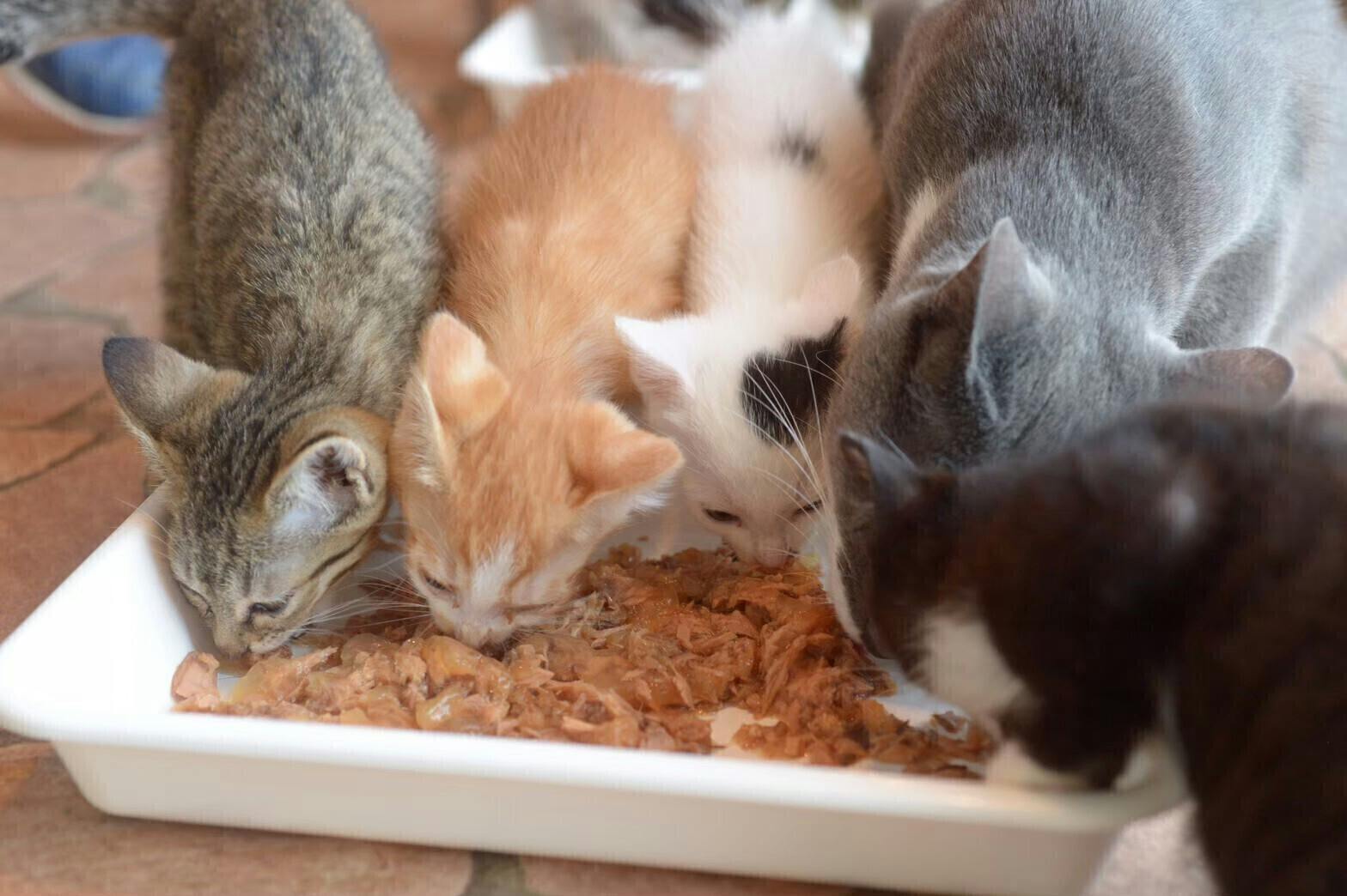 種子島の保護猫たちに病気の子専用部屋と安心してゆっくりできる空間を Campfire キャンプファイヤー 種子島の保護猫たちに病気の子専用部屋と安心してゆっくりできる空間を Campfire キャンプファイヤー