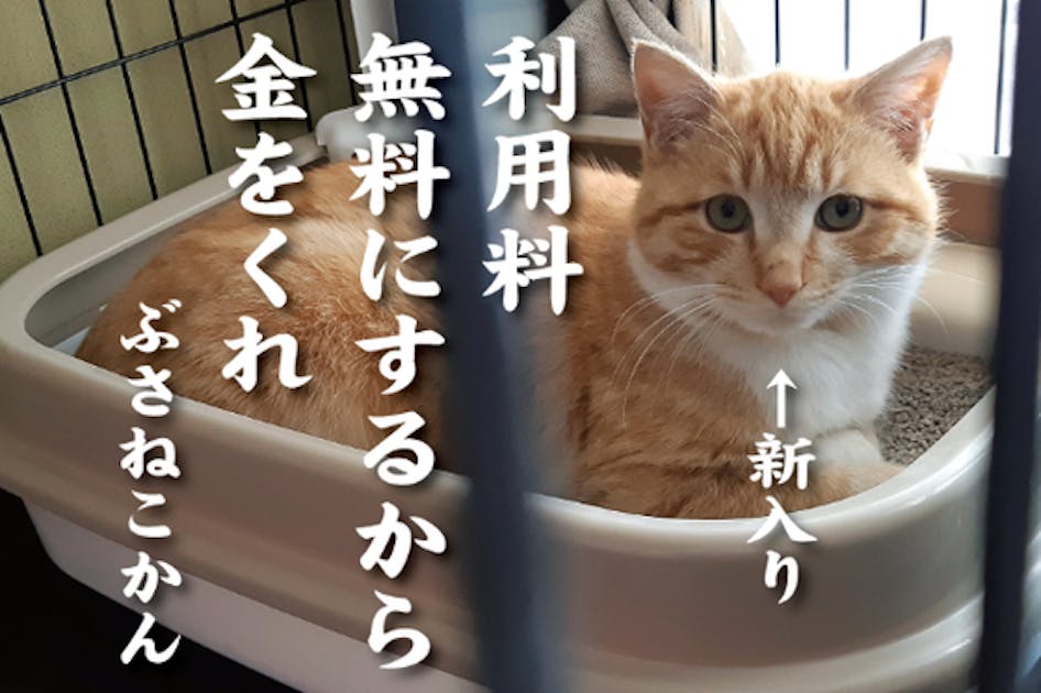 ブサ猫だらけの異空間、猫カフェもどき『ぶさねこかん』の開業支援お願いします！