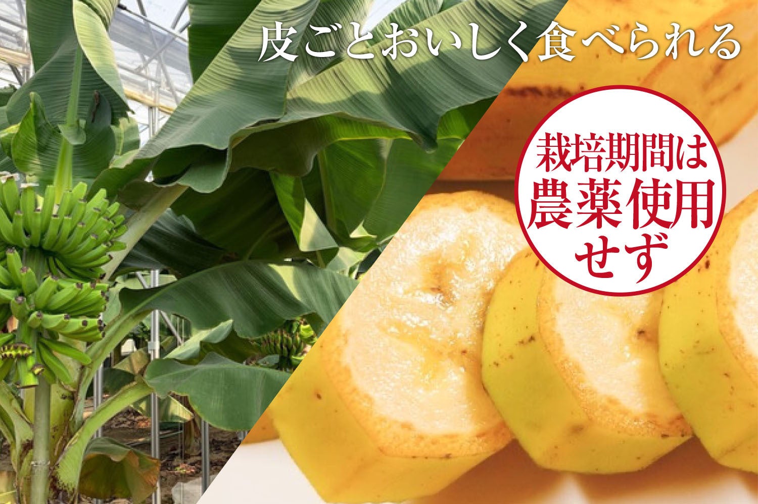 体喜ぶ「蜜の月バナナ」日本での栽培が珍しいバナナを育てたい