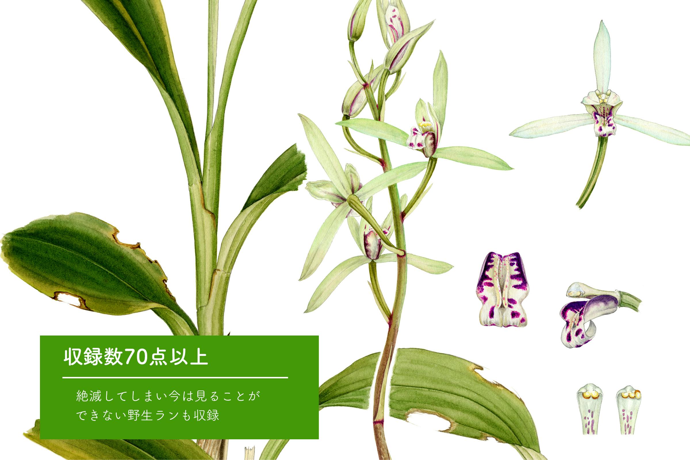 植物精密画！40年の年月を超えて、日本の野生ランを描いた画集を出版したい！