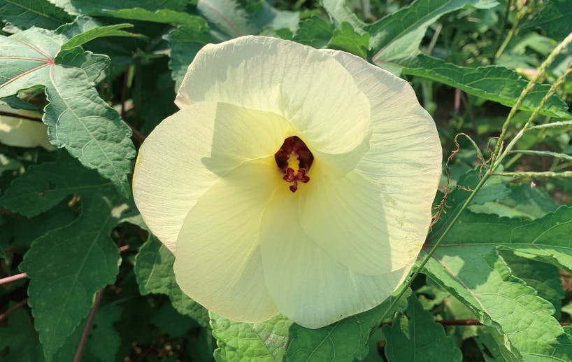 生産不足の手漉き和紙原料ねり トロロアオイ を家庭で育て 世界へ 第2ステージへのコメント Campfire キャンプファイヤー 生産不足の手漉き和紙原料ねり トロロアオイ を家庭で育て 世界へ 第2ステージへのコメント Campfire キャンプファイヤー