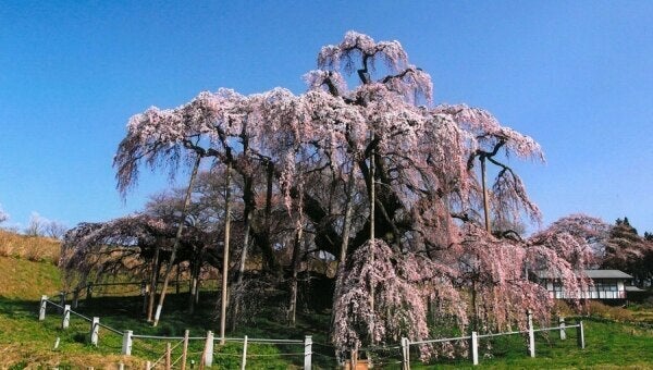 ■真作保証　『田村 一男』　三春の桜　８号　文化功労章者 三春の桜保全プロジェクト - CAMPFIRE (キャンプファイヤー)