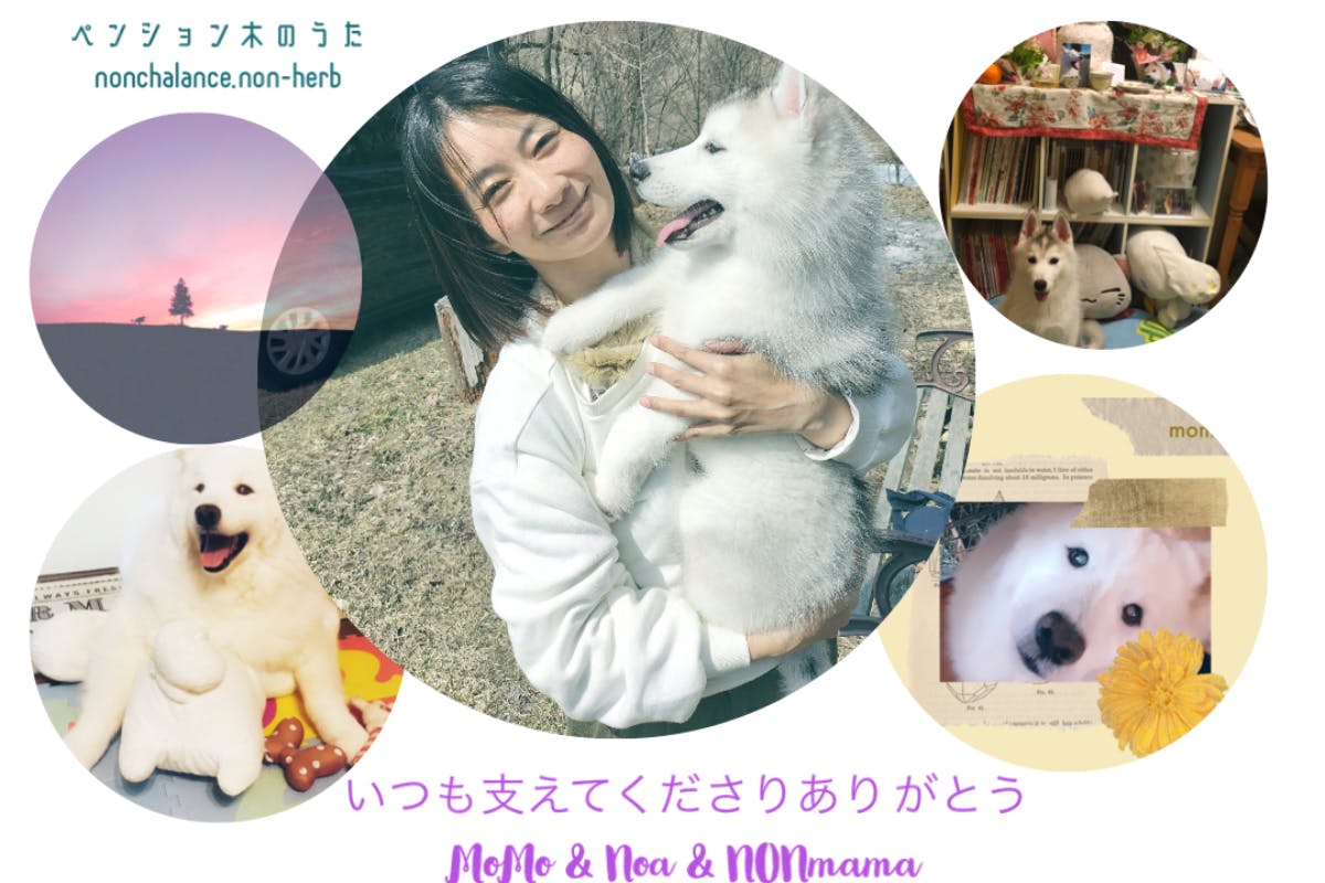 サモエド犬モモの応援隊員 募集♪