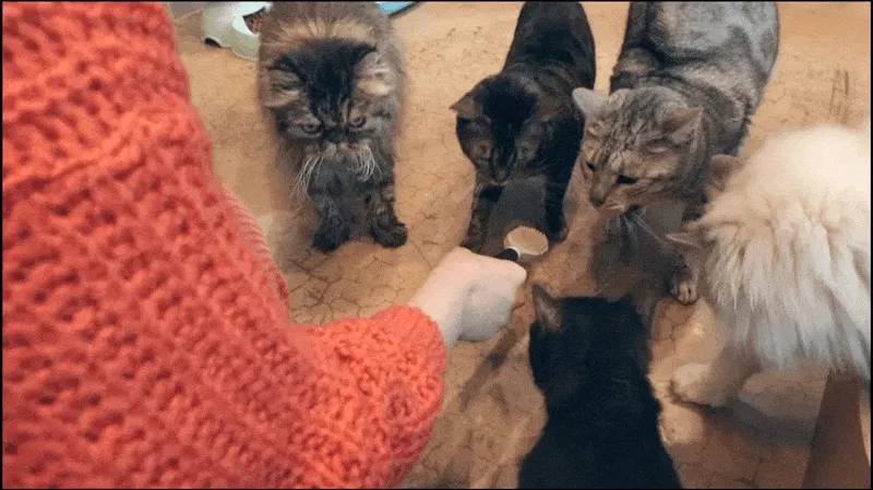 ゴロゴロ音とキャットニップ配合で猫が嫌がらない歯磨き 1日1回 にゃんち習慣 Campfire キャンプファイヤー ゴロゴロ音とキャットニップ配合で猫が嫌がらない歯磨き 1日1回 にゃんち習慣 Campfire キャンプファイヤー