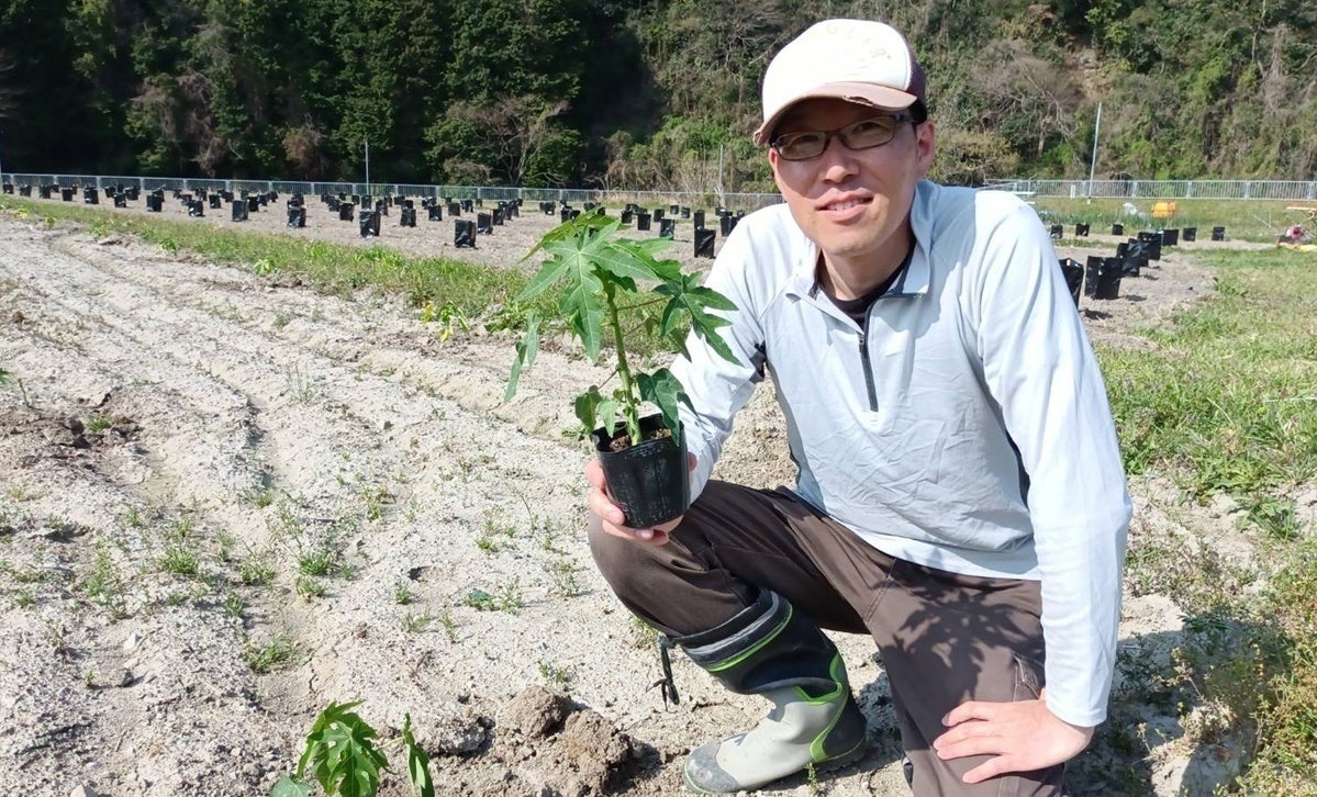 稼げる新農業に挑戦‼「青パパイヤ栽培」6次産業の展開で健康食品業界に
