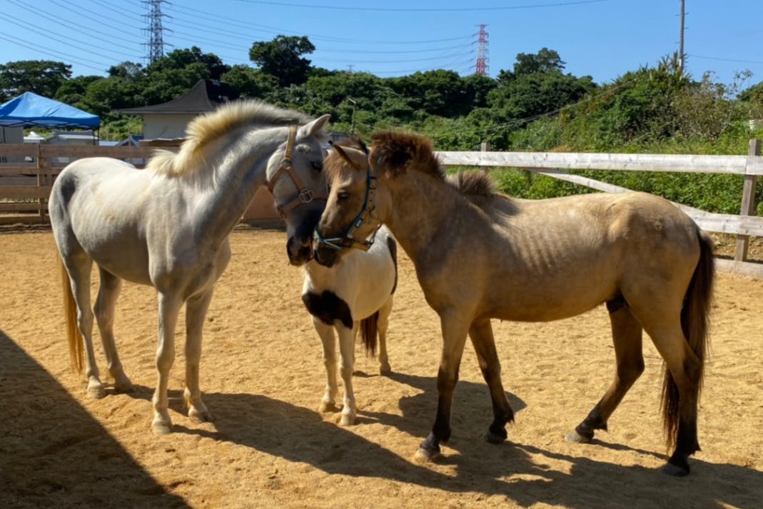 ~沖縄のふれあい馬保護牧場、ホースガーデンちゅらん応援サイト~