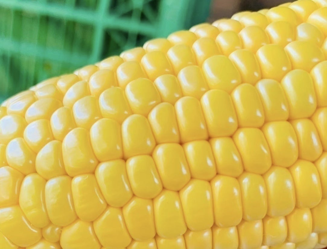 続くコロナ危機から救って 有機オーガニックとうもろこし Campfire キャンプファイヤー 続くコロナ危機から救って 有機オーガニックとうもろこし Campfire キャンプファイヤー