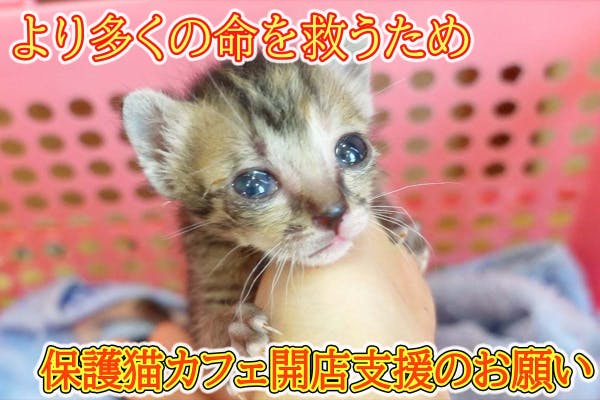 里親募集型保護猫カフェを海外で開き 多くの猫達を救いたい Campfire キャンプファイヤー