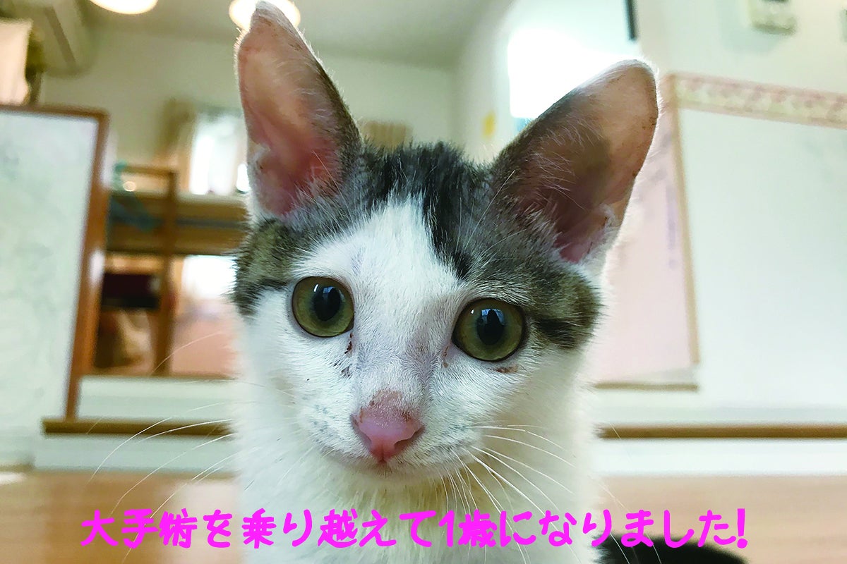 THE ALFEEの坂崎幸之助さんが ラジオでぴいこちゃん本のことをお話しし