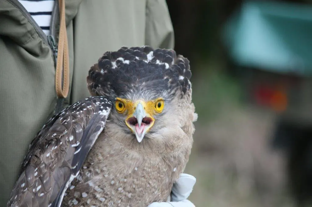 石垣島でカンムリワシの野生復帰のためのリハビリケージを建設したい Campfire キャンプファイヤー 石垣島でカンムリワシの野生復帰のためのリハビリケージを建設したい Campfire キャンプファイヤー